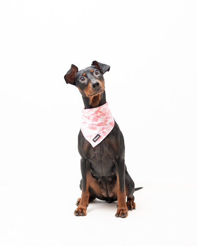 Bandana - Pink Camo - Tazz