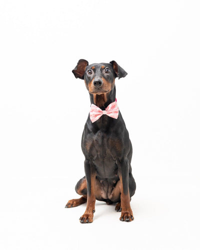 Fluga - Pink Camo - Tazz