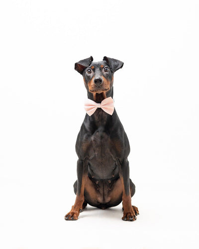 Fluga - Pink Flower - Tazz