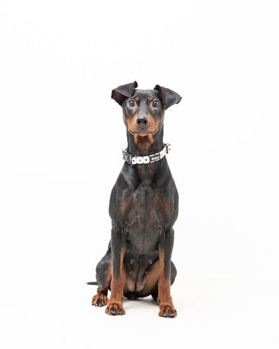 Halsband - Everglow - Tazz