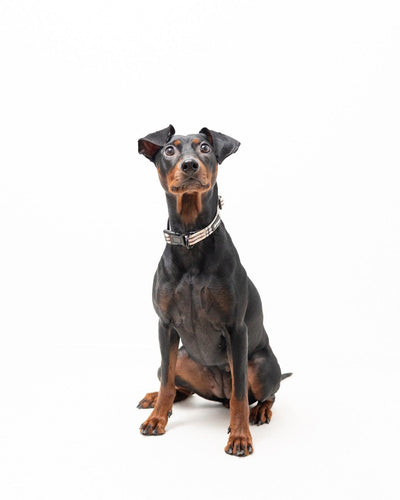 Halsband - Furburry - Tazz