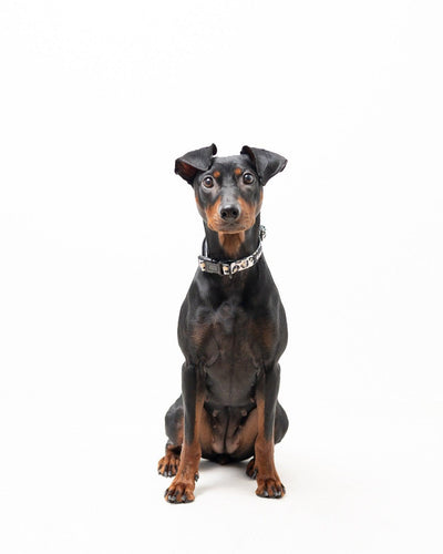 Halsband - Just Leo - Tazz