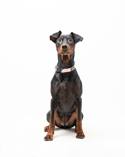 Halsband - Pink Flower - Tazz