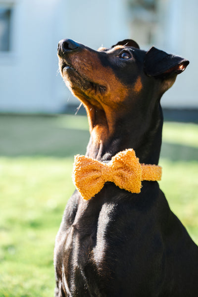 Mellanpinscher med en Teddy fluga och halsband från Tazz