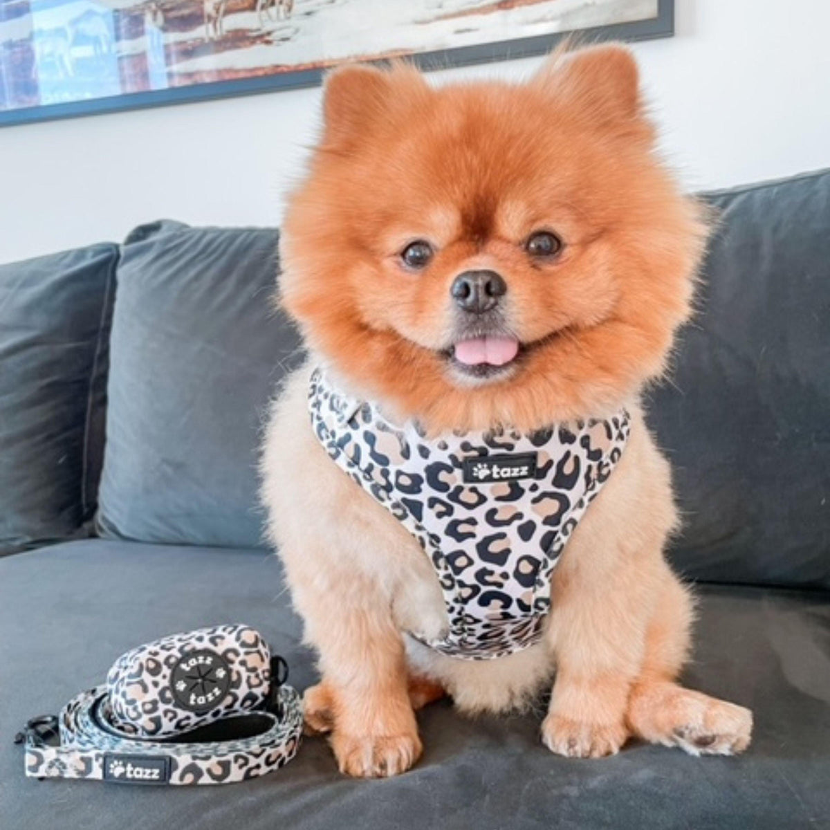 Chihuahua i Just Leo hundsele