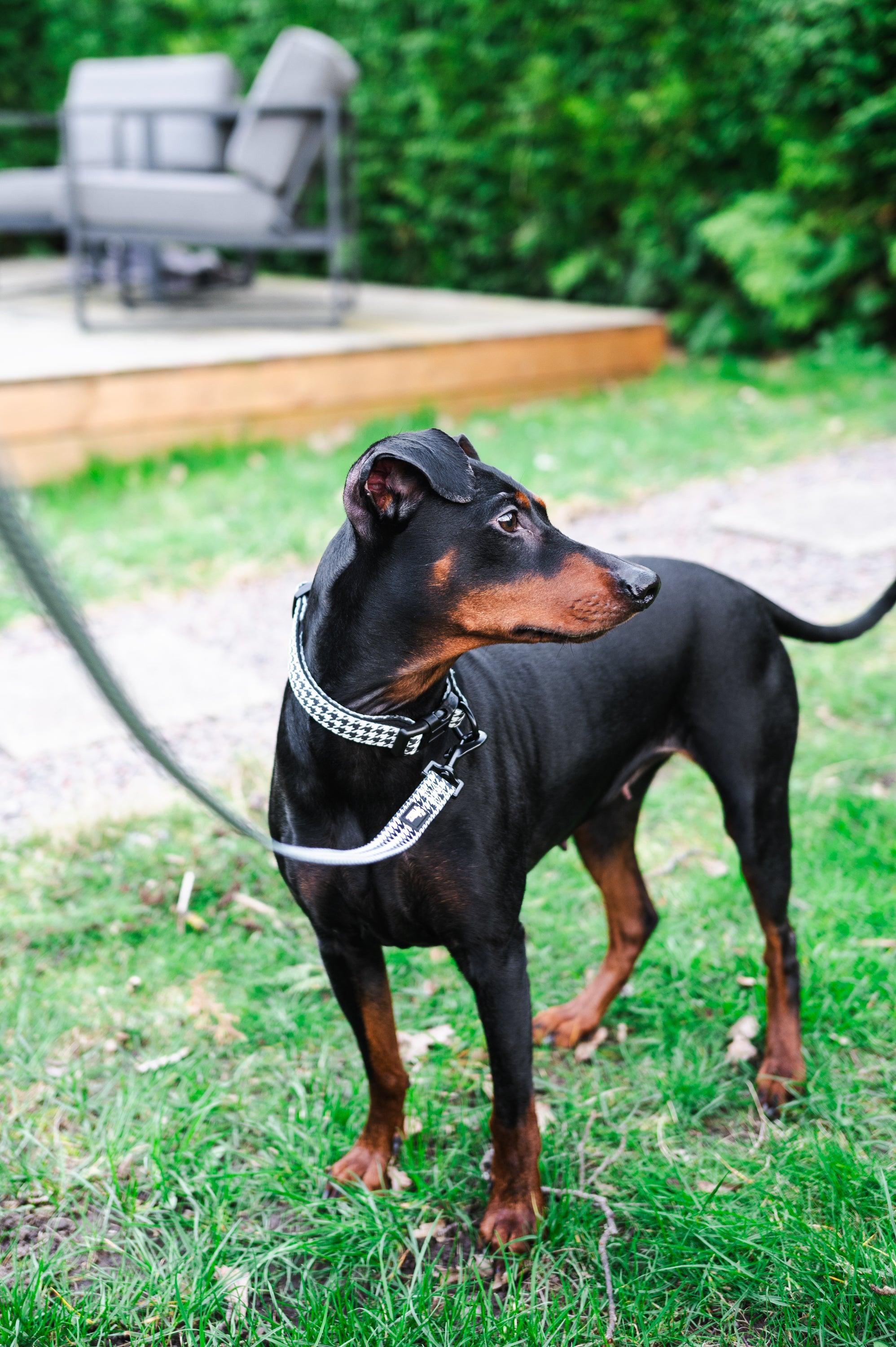Hund med justerbart hundhalsband från Tazz