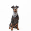 Bandana - Dark Leo - Tazz