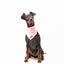 Bandana - Pink Camo - Tazz