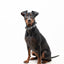 Halsband - Grey Camo - Tazz