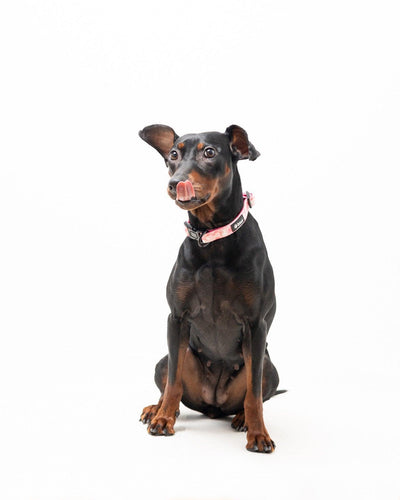 Halsband - Pink Camo - Tazz