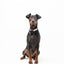 Halsband - Spots on Run - Tazz