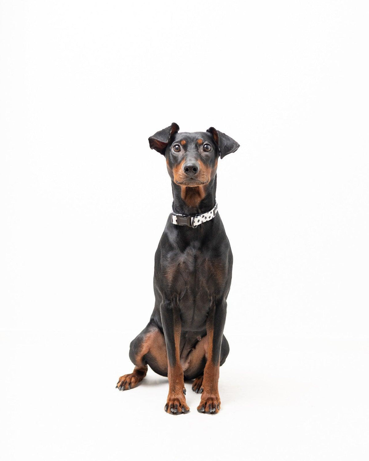 Halsband - Spots on Run - Tazz